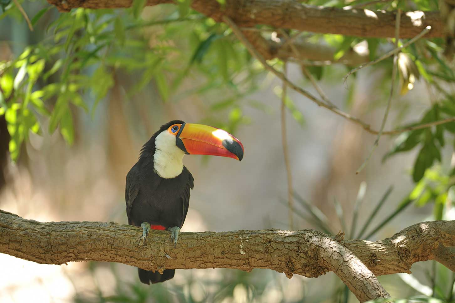 Tropische vogel Toucan