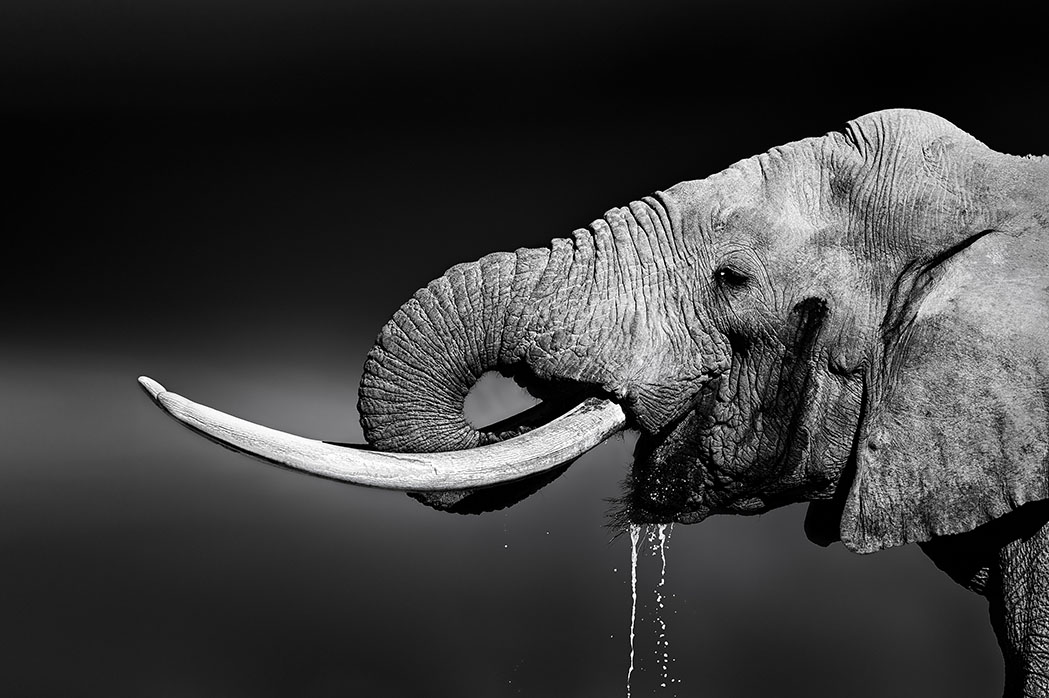 Drinkende olifant