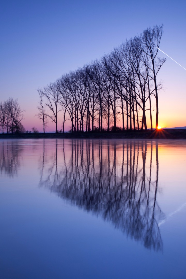 Bomen aan het water