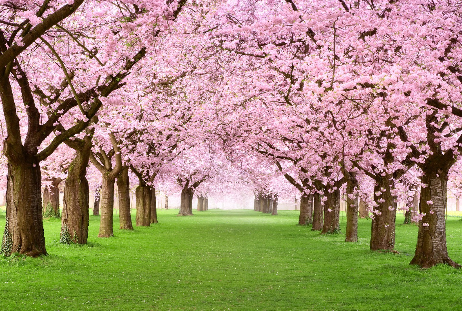 Bloesem bomen