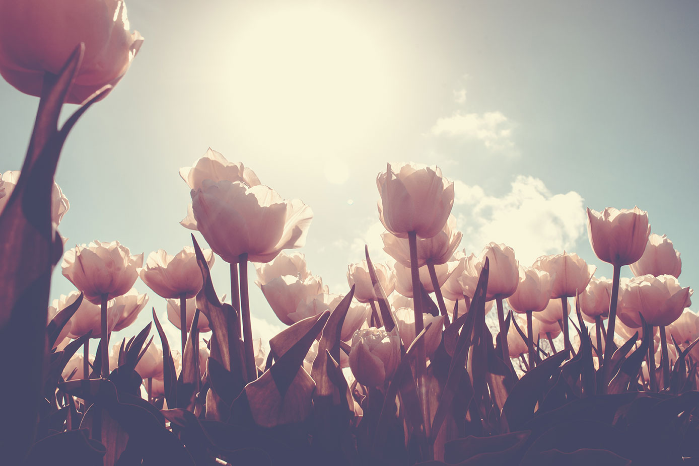 Tulpen in de zon