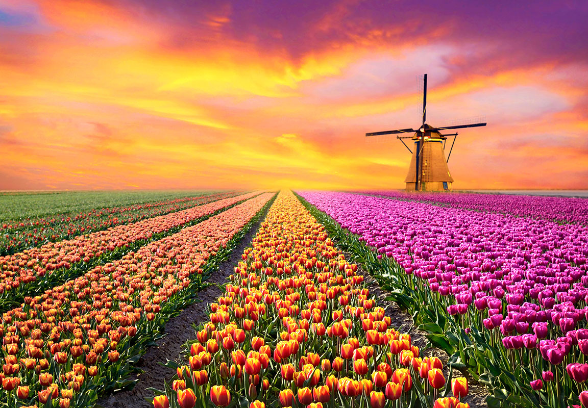 product afbeelding: Tulpen velden