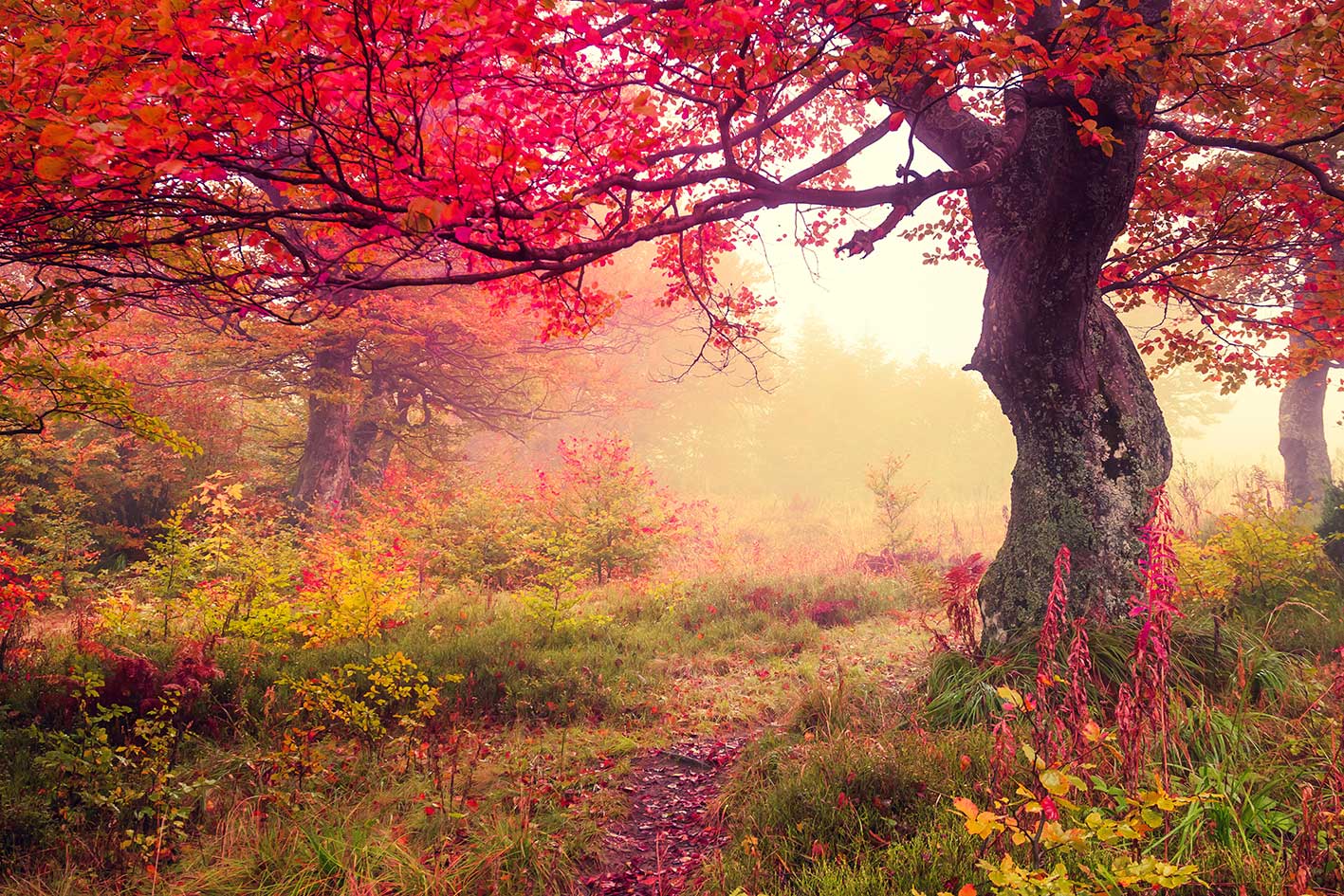 Bos herfst kleuren