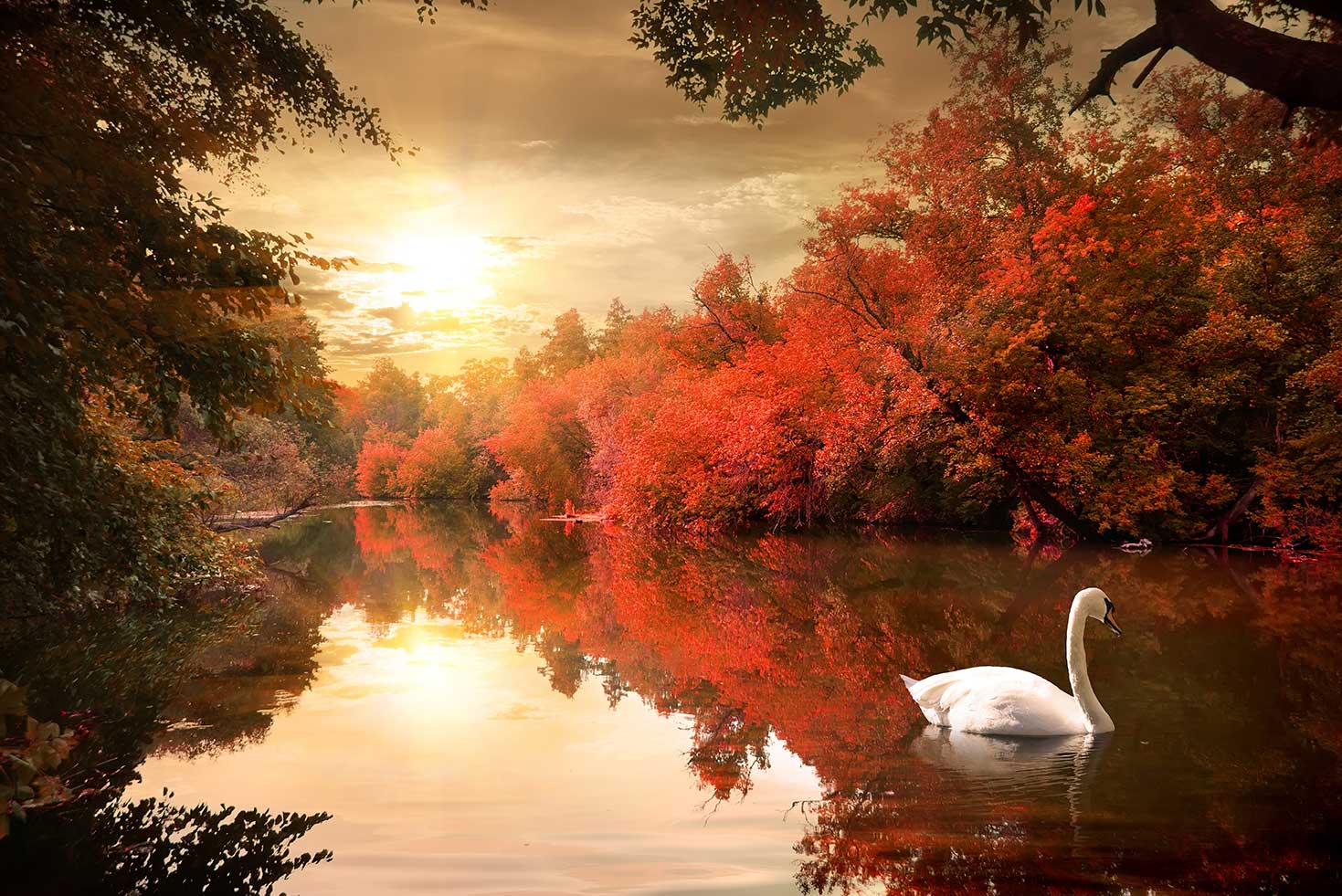 Herfst bos met zwaan