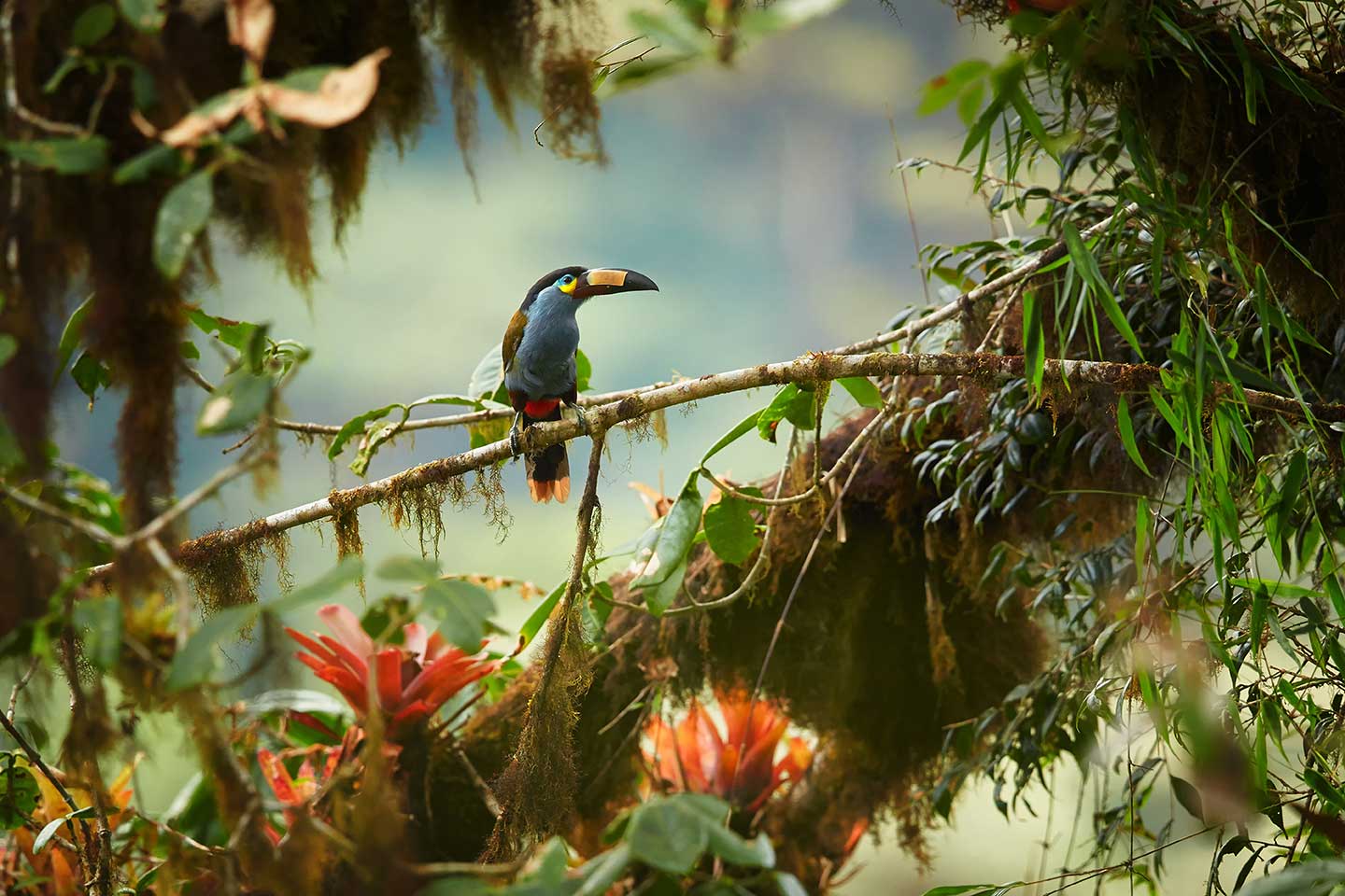 Jungle met berg toucan