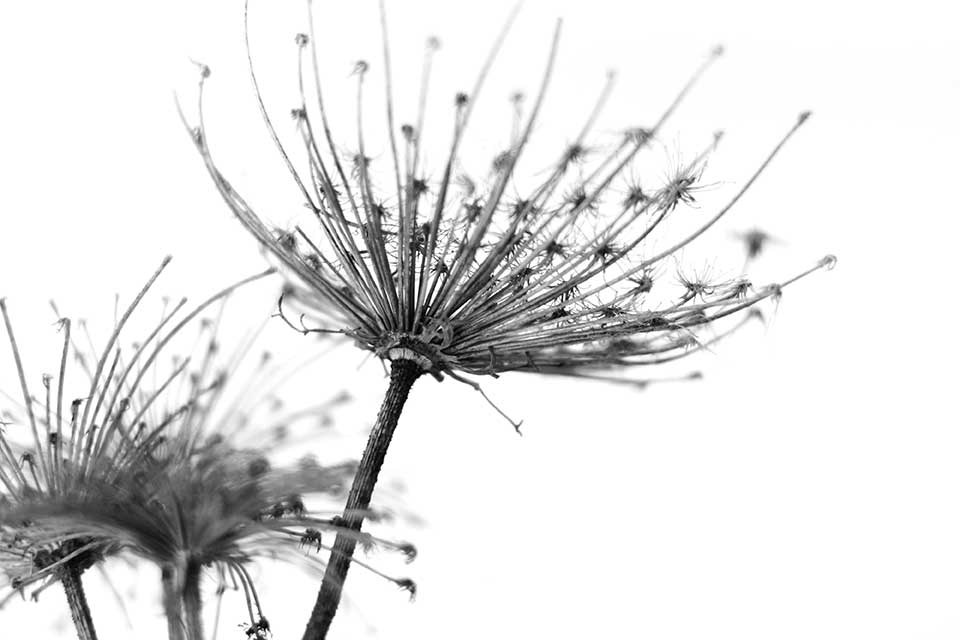 Paardenbloem zwart/wit