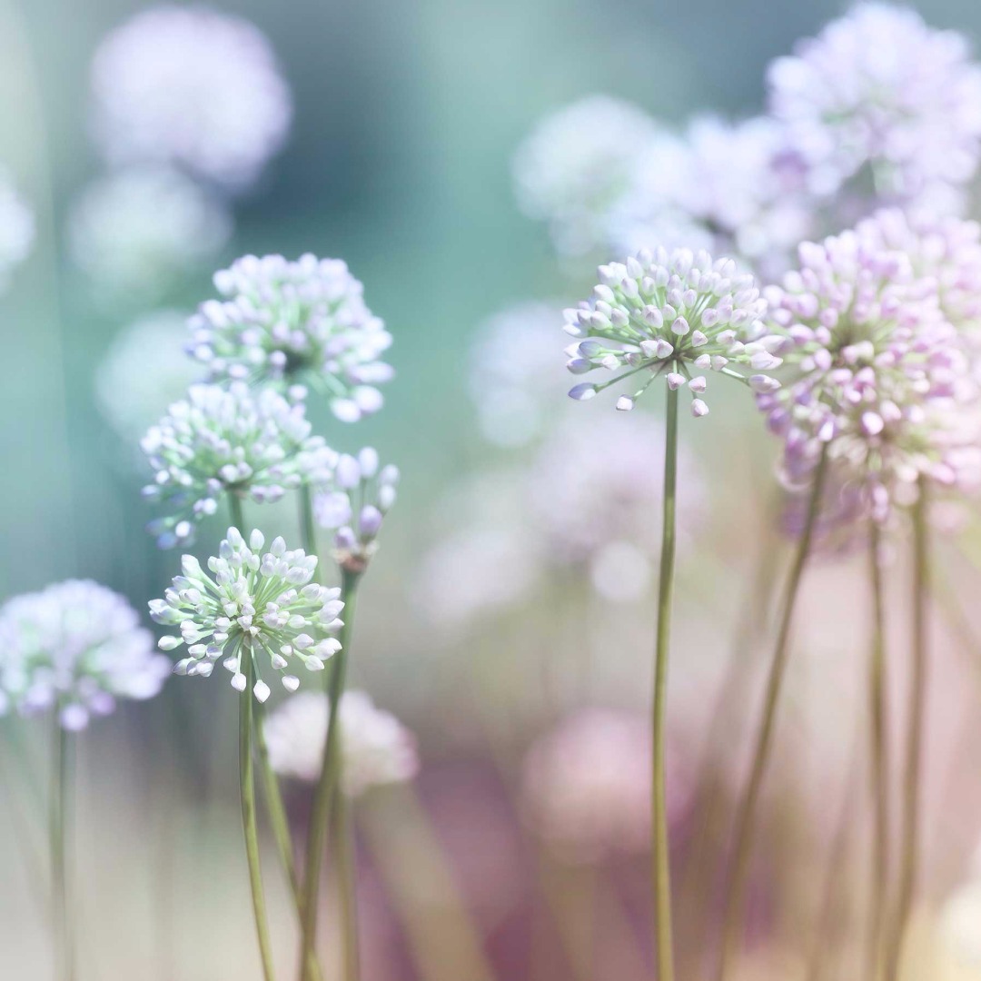 Bloemen
