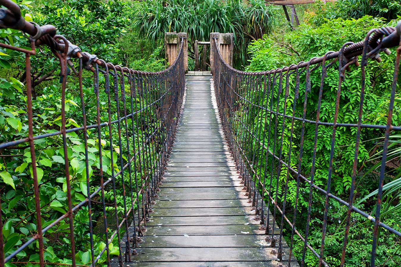 Hangbrug Jungle