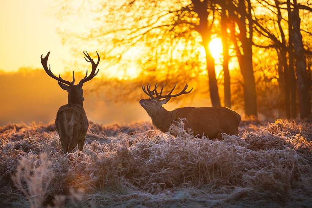 Hert in de morgenzon