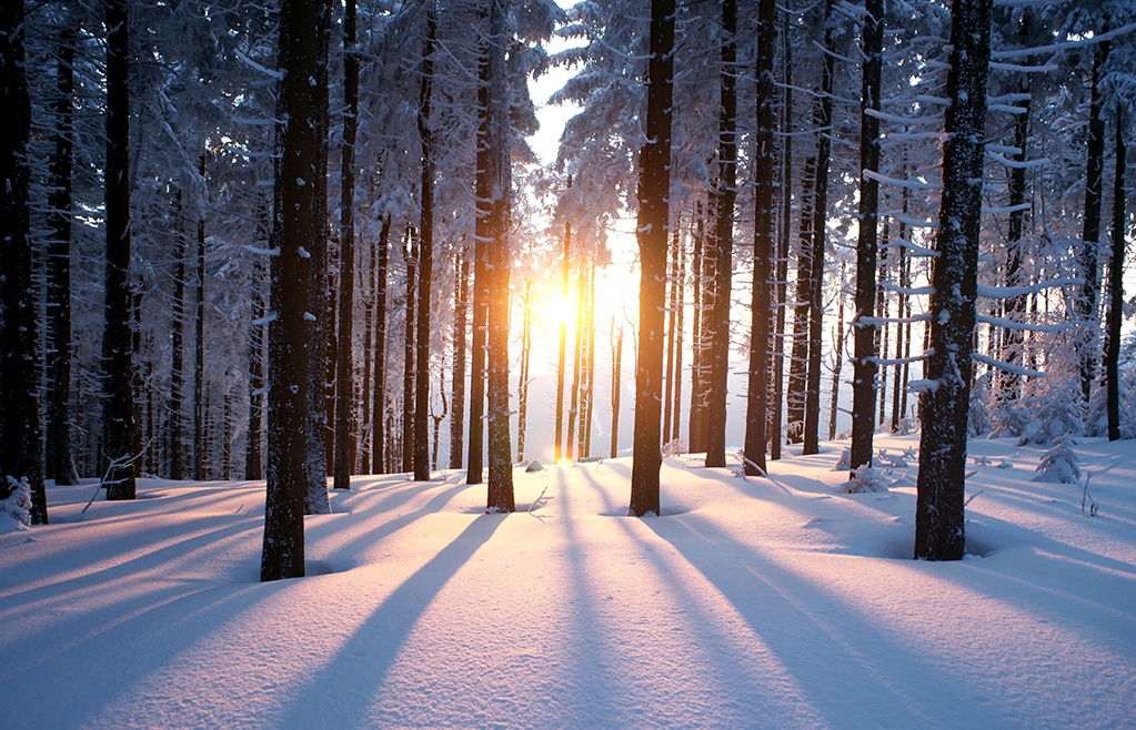 Besneeuwde bomen-7306