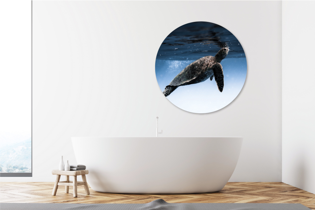 Muurcirkel zeeschildpad